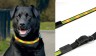 Collar de seguridad con Luz