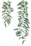 Croton Plant
