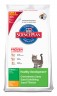Kitten Healthy Development Pollo