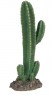 Planta del desierto 2