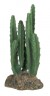 Planta del desierto 3