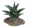 Planta del desierto 4