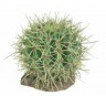 Planta del desierto 5