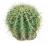 Planta del desierto 6