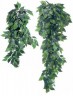 Planta Ficus